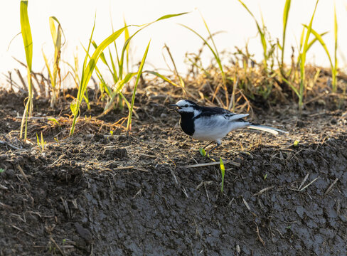 Black-backed Wagtail, Motacilla lugens