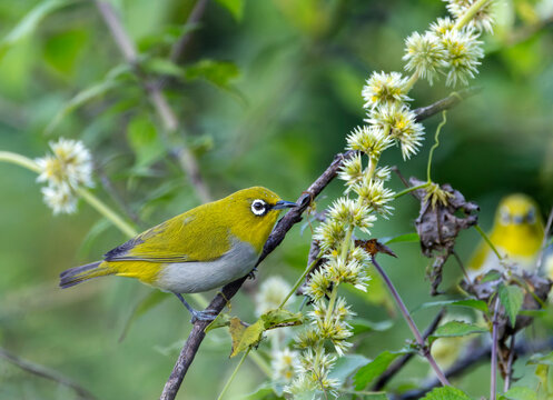 Indian white-eye, Zosterops palpebrosus