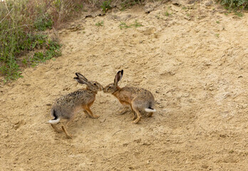 European Hare, Lepus europaeus © Marc