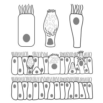 Monochrome medical vector set illustrating respiratory epithelial cells and ciliated airway epithelium. Includes isolated ciliated epithelial cells, a mucus-secreting goblet cell.