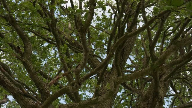 A beautiful old maple tree growing alone in a meadow in windy weather. Thick trunk and branches, leaves rustle in the wind, creating an anxious mood
