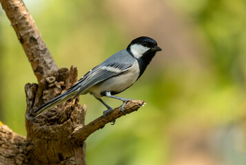 Cinereous Tit, Parus cinereus © Marc