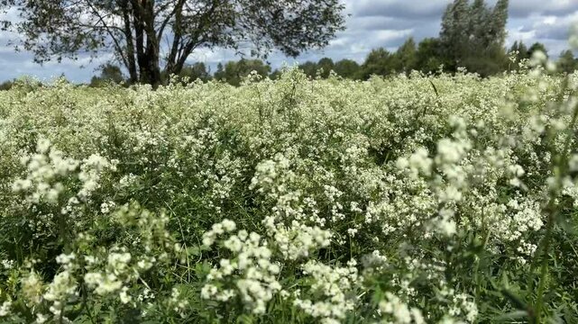 Fragrant thickets of white flowers in a wild meadow are swaying in the wind. Blooming Galium palustre, common marsh bedstraw. Beautiful summer and autumn landscape