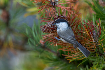 Willow Tit, Poecile montanus borealis © Marc