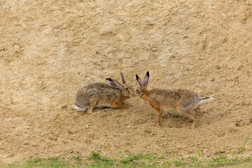 European Hare, Lepus europaeus © Marc