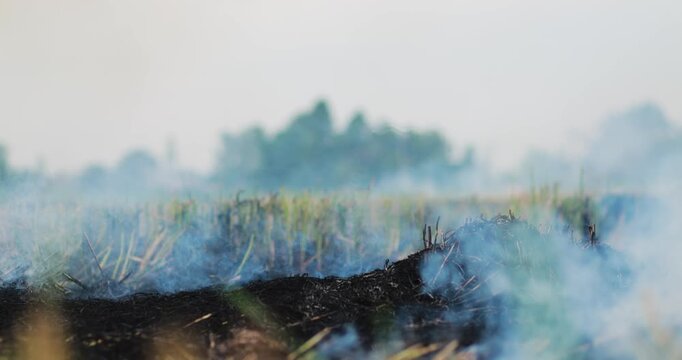Smoke rising from agricultural field burning after harvest, crop residue burning, air pollution, haze and environmental impact in a rural landscape