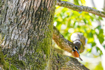 Varied tit perched on a mossy tree branch in Japan © Bambi and Sunny