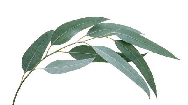An elegant sweeping branch of fresh green eucalyptus leaves featuring a prominent central stem and delicate pointed foliage, ideal for calming botanical and spa designs.