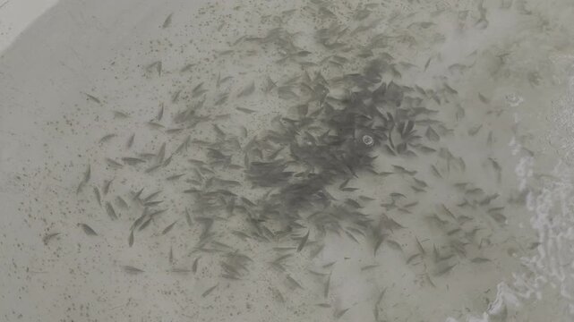 Marine fish larvae swimming in an aquaculture hatchery tank with aeration for seed production, sustainable fish farming, and blue economy growth.