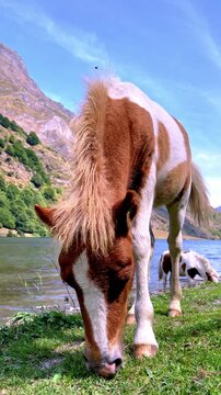 Pinto horse grazing on green grass by a mountain river with goats on the riverbank