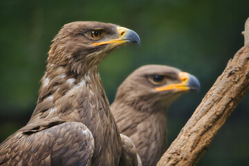 Obraz premium Majestic Steppe Eagles side by side, close-up portrait of powerful birds of prey against a blurred natural green forest background