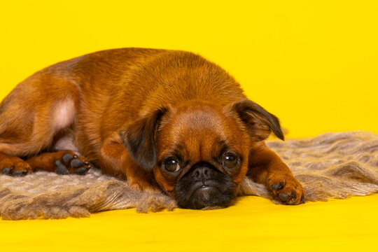 Chiot Petit Braban&ccedil;on roux couch&eacute; sur un tapis et regardant l&rsquo;objectif sur fond jaune