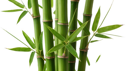 Obraz premium Vibrant green bamboo stalks with delicate leaves, isolated on transparent background
