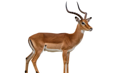 Fototapeta premium Male impala antelope with curved horns, isolated on transparent background