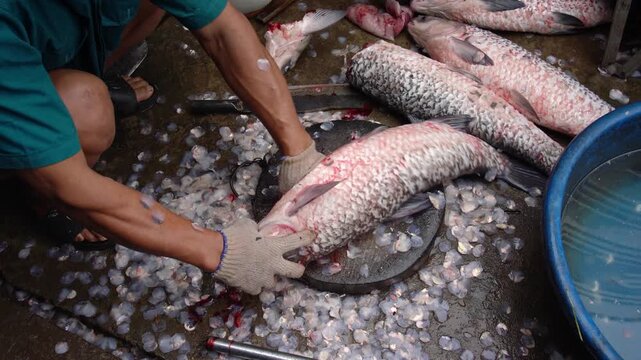 A local worker cleans and scales fresh fish during preparation for traditional Vietnamese braised fish in Vu Dai village, Ninh Binh.