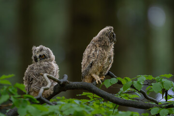 Two fluffy long-eared owl (Asio otus) chicks perched together on a green beech tree branch in a wild forest. © Rudolf