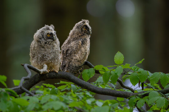 Two fluffy long-eared owl (Asio otus) chicks perched together on a green beech tree branch in a wild forest.