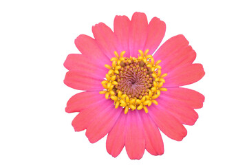 Obraz premium pink Zinnia flower isolated on transparent background.