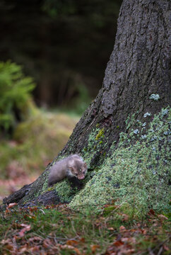 A wild beech marten (Martes foina) walking on mossy ground near a pine tree trunk in a forest.