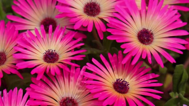 Close-up of Pink Livingstone Daisies in Full Bloom