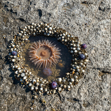 Tide pool with anemones and barnacle crust on wet rock