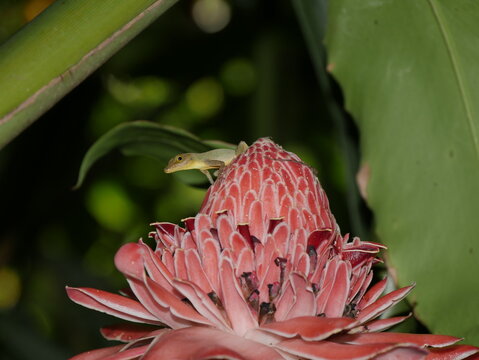 anoli lizard on pink tropical flower. Anolis marmoratus on etlingera elatior blooming flower head in tropical garden. Close up