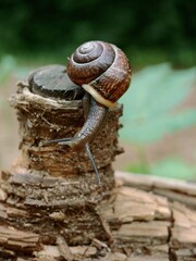 A small snail crawling on a cut wooden log with slow motion © IMRAN_IM33