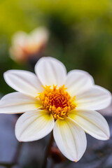 Detailed petals and rich seasonal colors of autumn chrysanthemums flowers. Delicate floral textures contrast with blurred outdoor background, creating calm seasonal atmosphere. Seasonal nature concept © anna.stasiia