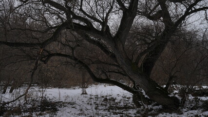 Fototapeta premium Old spooky tree in a dark winter forest