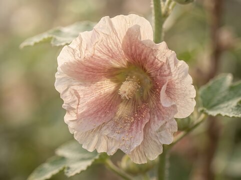 Close-up of a soft pink hollyhock flower with vintage warm tones