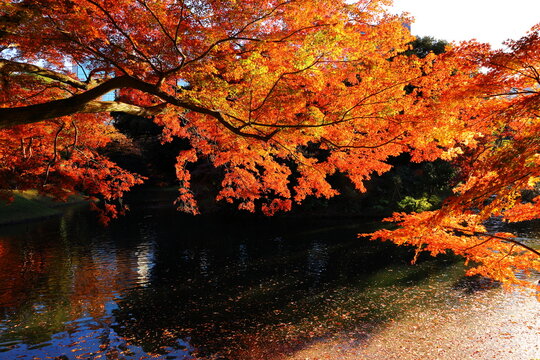 Autumn Foliage at Koishikawa Korakuen Garden in Tokyo, Japan
