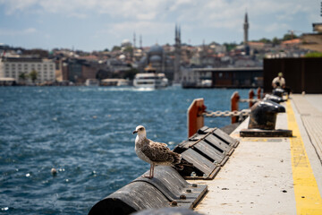 Seagull stands on concrete pier edge against blurred Istanbul cityscape and sea water. Waterfront location highlights coastal urban wildlife and travel destination atmosphere. © Tetiana