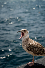 Young seagull stands with wide open beak on blurred sea background. Expressive bird behavior represents natural communication and wild coastal wildlife. © Tetiana