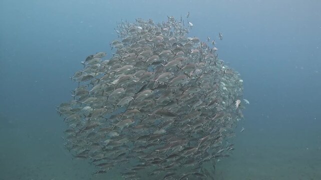 Bigeye trevally (Caranx sexfasciatus) forming a dramatic schooling tornado in open water near Tulamben, Bali. 4K UHD slow-motion underwater footage