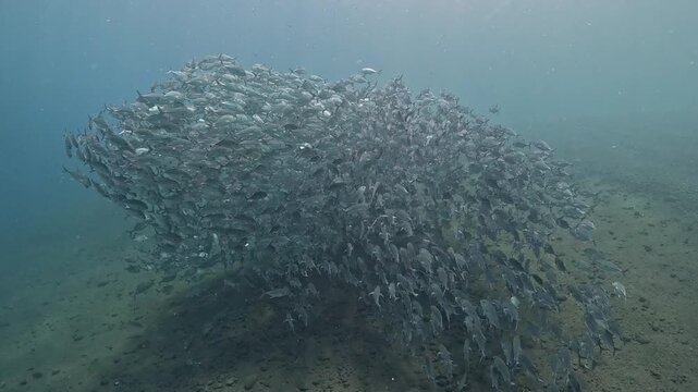 Bigeye trevally (Caranx sexfasciatus) forming a dramatic schooling tornado in open water near Tulamben, Bali. 4K UHD slow-motion underwater footage