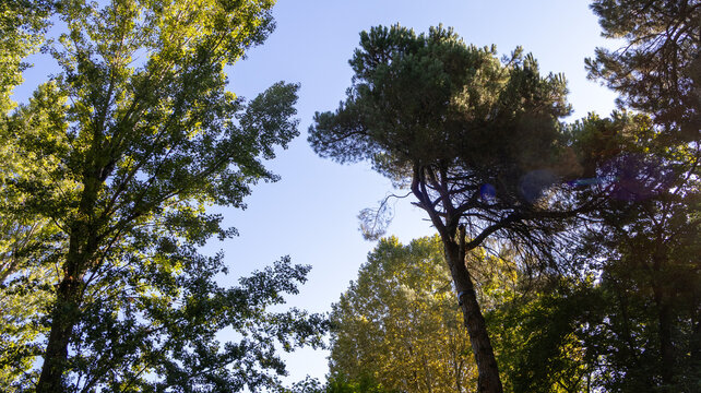 Copas de &aacute;rboles altos bajo un cielo azul despejado