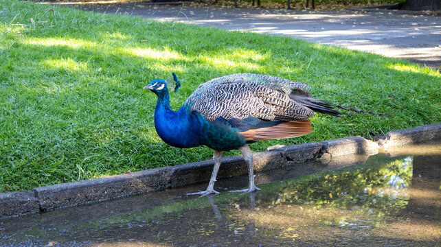 Pavo real junto a un charco en el parque