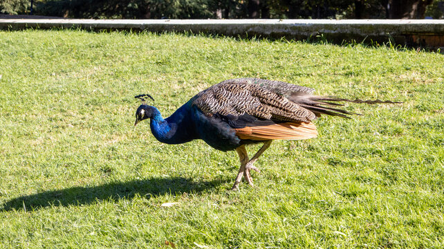 Pavo real caminando tranquilamente por el pasto
