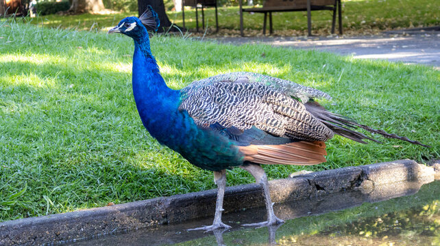 Pavo real de perfil junto a un charco de agua en el parque