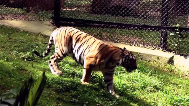 A tiger roaming around the zoo