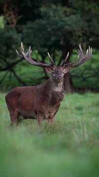 Majestic Red Deer Stag with Large Antlers in a Green Forest Setting