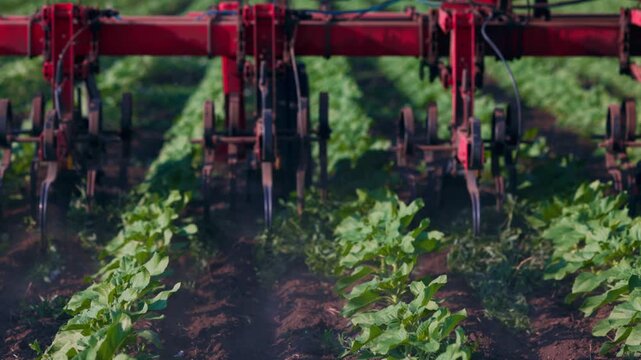 Agricultural Inter-row cultivator performing mechanical cultivation and weed control between rows of young sunflower plants in an agricultural field. slow motion 