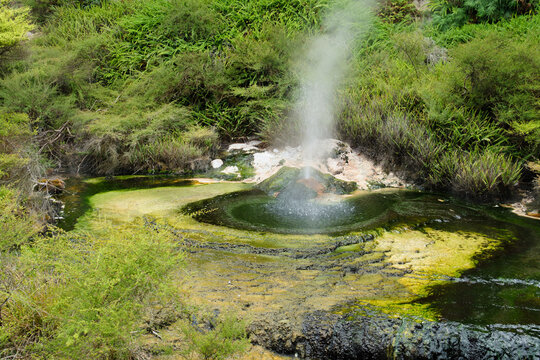 Bird's Nest Terrace in Waimangu Volcanic Valley has been built up by a small boiling spring - Rotorua, New Zealand