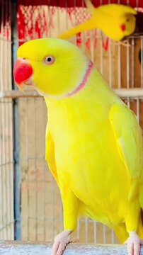 Stunning Yellow Ring-necked Parakeet in a Cage
