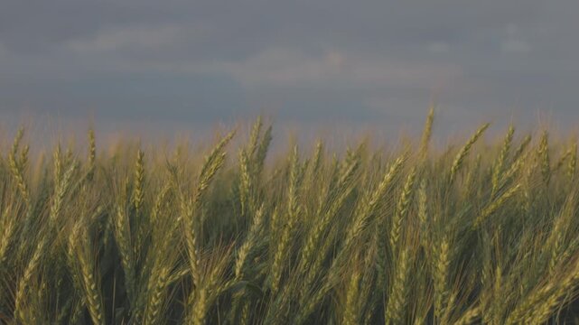 A wheat field in the rays of the setting sun, illuminating the golden ears, Harvest season. agricultural field landscape in slow motion. ProRes 422 10 bit C-LOG video..