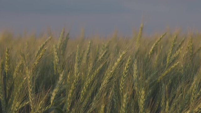 A wheat field in the rays of the setting sun, illuminating the golden ears, Harvest season. agricultural field landscape in slow motion. ProRes 422 10 bit C-LOG video..