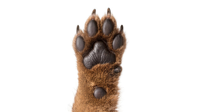 Brown furry dog paw with dark pads and sharp claws, isolated on transparent background