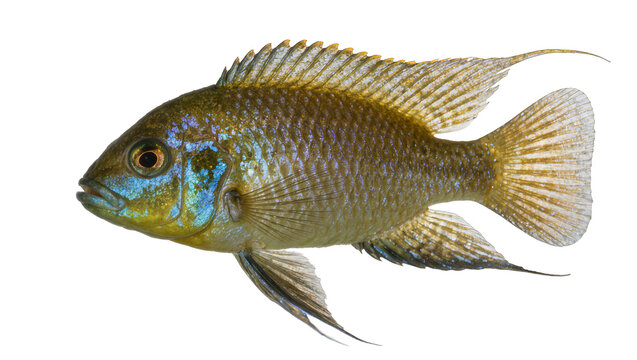Golden and blue cichlid fish with detailed fins, isolated on transparent background