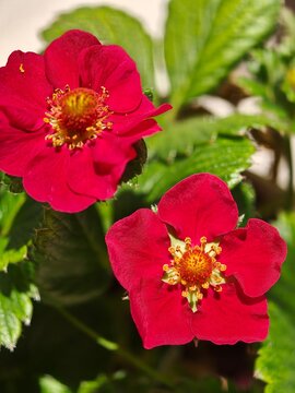 Two red strawberry flowers blooming in a sunny garden patch with garden plants