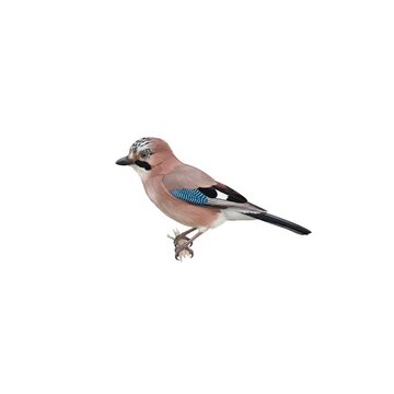 Eurasian Jay Illustration